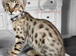 SBT Savannah Mr White - Savannah Kitten For Sale - Lakeland&comma; FL&comma; US