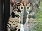 SBT Savannah Ms Green - Savannah Kitten For Sale - Lakeland&comma; FL&comma; US