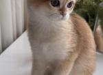 Neroli Rose - British Shorthair Kitten For Sale - 