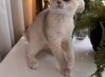 Nivea Pearl - British Shorthair Kitten For Sale - Empire State&comma; NY&comma; US