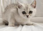 Monty Scottish Straight - Scottish Straight Kitten For Sale - Travelers Rest&comma; SC&comma; US