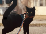 Goo - Domestic Cat For Adoption - Burton&comma; MI&comma; US