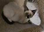 Snowshoe siamese male - Snowshoe Kitten For Sale - Deer Park&comma; IL&comma; US