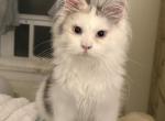 Freya - Maine Coon Kitten For Sale - Corwin&comma; OH&comma; US
