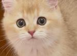 Flkitten1 Boy - British Shorthair Kitten For Sale - Parkland&comma; FL&comma; US