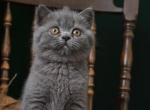 Willow &Hulk - Scottish Straight Kitten For Sale - North Richland Hills&comma; TX&comma; US