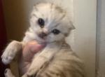 Freddy - Scottish Fold Kitten For Sale - North Richland Hills&comma; TX&comma; US