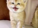 flkitten1 - British Shorthair Cat For Sale - 
