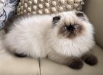 Himalayan boy - Persian Kitten For Sale - 