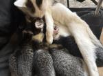 Kittens - Domestic Kitten For Adoption - South Holland&comma; IL&comma; US