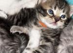 Orange Collar Pumpkin Boy - Scottish Straight Kitten For Sale - Monticello&comma; MN&comma; US