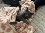 Roscoe - Russian Blue Cat For Sale - Murfreesboro&comma; TN&comma; US