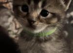 Green Collar Gasabi Boy - Scottish Fold Kitten For Sale - Monticello&comma; MN&comma; US