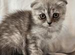 Tammy Scottish Fold - Scottish Fold Kitten For Sale - Travelers Rest&comma; SC&comma; US