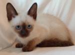 Sammy Seal  Point Siamese - Siamese Kitten For Sale - Travelers Rest&comma; SC&comma; US