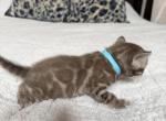 Gorgeous Snow Mink girls - Bengal Kitten For Sale - Reinholds&comma; PA&comma; US
