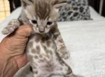 Gorgeous Snow Mink girl - Bengal Kitten For Adoption - Reinholds&comma; PA&comma; US