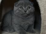 Oliver - Scottish Fold Kitten For Sale - 