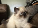 Chevelles  kittens - Himalayan Kitten For Sale - Massillon&comma; OH&comma; US