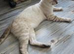 Sammy - Bengal Kitten For Sale - GA&comma; US