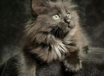 Black Ragdolls - Ragdoll Kitten For Sale - CA&comma; US