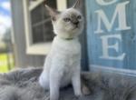 Bruce - Ragdoll Kitten For Sale - 