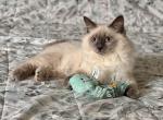 Jet Blue point - Siberian Kitten For Sale - Virginia Beach&comma; VA&comma; US