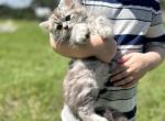 Zane - Ragamuffin Kitten For Sale - New Smyrna&comma; FL&comma; US