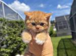 Beautiful Scottish Straight Kitten - Scottish Straight Kitten For Sale - Orlando&comma; FL&comma; US