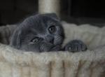 Mia - Scottish Fold Kitten For Sale - Schiller Park&comma; IL&comma; US