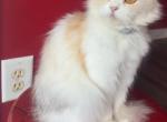 Clementine - Persian Cat For Sale - Brown Summit&comma; NC&comma; US