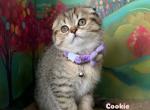 Racoons litter C1 - Scottish Fold Kitten For Sale - 