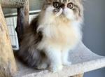 Male tabby & white - Persian Kitten For Sale - Kansas City&comma; MO&comma; US