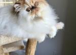 Persian female - Persian Kitten For Sale - 