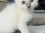 Blue point ragdoll - Ragdoll Kitten For Sale - 