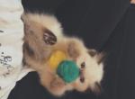 Luna - Ragdoll Kitten For Sale - Prosperity&comma; SC&comma; US