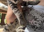 Don't have names yet - Domestic Kitten For Adoption - Munford&comma; AL&comma; US