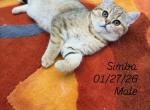 Snowy litter C - Scottish Straight Kitten For Sale - Finksburg&comma; MD&comma; US