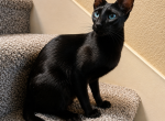 Oriental Kittens - Oriental Kitten For Sale - CA&comma; US