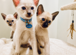 Siamese Kittens - Siamese Kitten For Sale - 