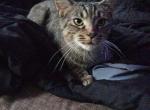 Daisy - Domestic Cat For Sale - Streetsboro&comma; OH&comma; US