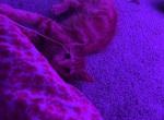 Simba - American Shorthair Kitten For Sale - OH&comma; US