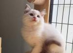 Orange - Ragdoll Kitten For Sale - Miami Lakes&comma; FL&comma; US