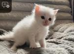 Girl flamepoint - Ragdoll Kitten For Sale - 