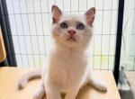 Ellie - Ragdoll Kitten For Sale - 