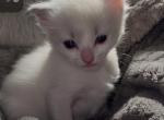 Female blue point - Ragdoll Kitten For Sale - 