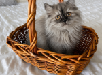 Paris - Persian Kitten For Sale - Orlando&comma; FL&comma; US