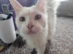 Galadriel - Maine Coon Kitten For Sale - Cayuga&comma; IN&comma; US