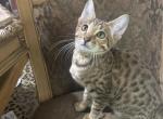 F5 SBT Savannah Females - Savannah Kitten For Sale - Monroeville&comma; OH&comma; US