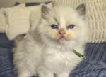 Afroditedolls Chili - Ragdoll Kitten For Sale - Bradenton&comma; FL&comma; US